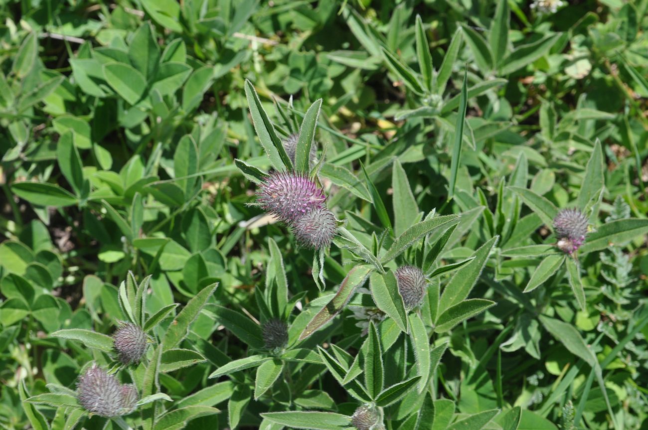 Image of genus Trifolium specimen.