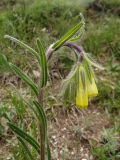 Onosma irritans