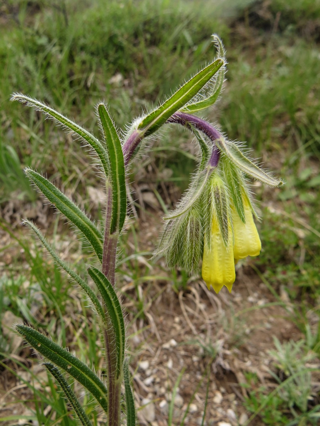 Изображение особи Onosma irritans.