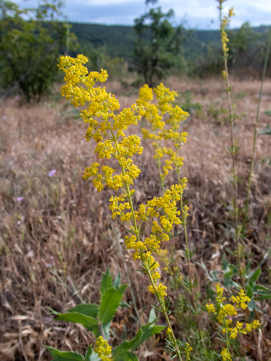 Изображение особи Galium verum.