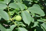 Juglans regia. Верхушка ветви с незрелым плодом. Таджикистан, Гиссарский хр., басс. р. Варзоб, ущ. р. Кондара, ≈ 1400 м н.у.м., старовозрастной орешник в поясе чернолесья. 23 июня 2024 г.