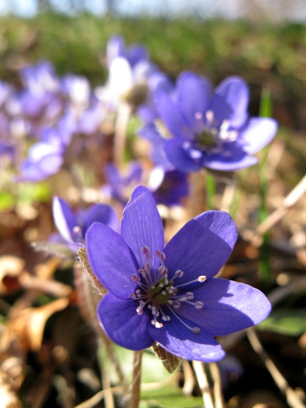 Изображение особи Hepatica nobilis.