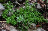 Pilea sinocrassifolia. Вегетирующие растения. Китай, Гуанси-Чжуанский автономный р-н, г. Синпин, широколиственный лес, каменистый участок склона. 01.06.2024.