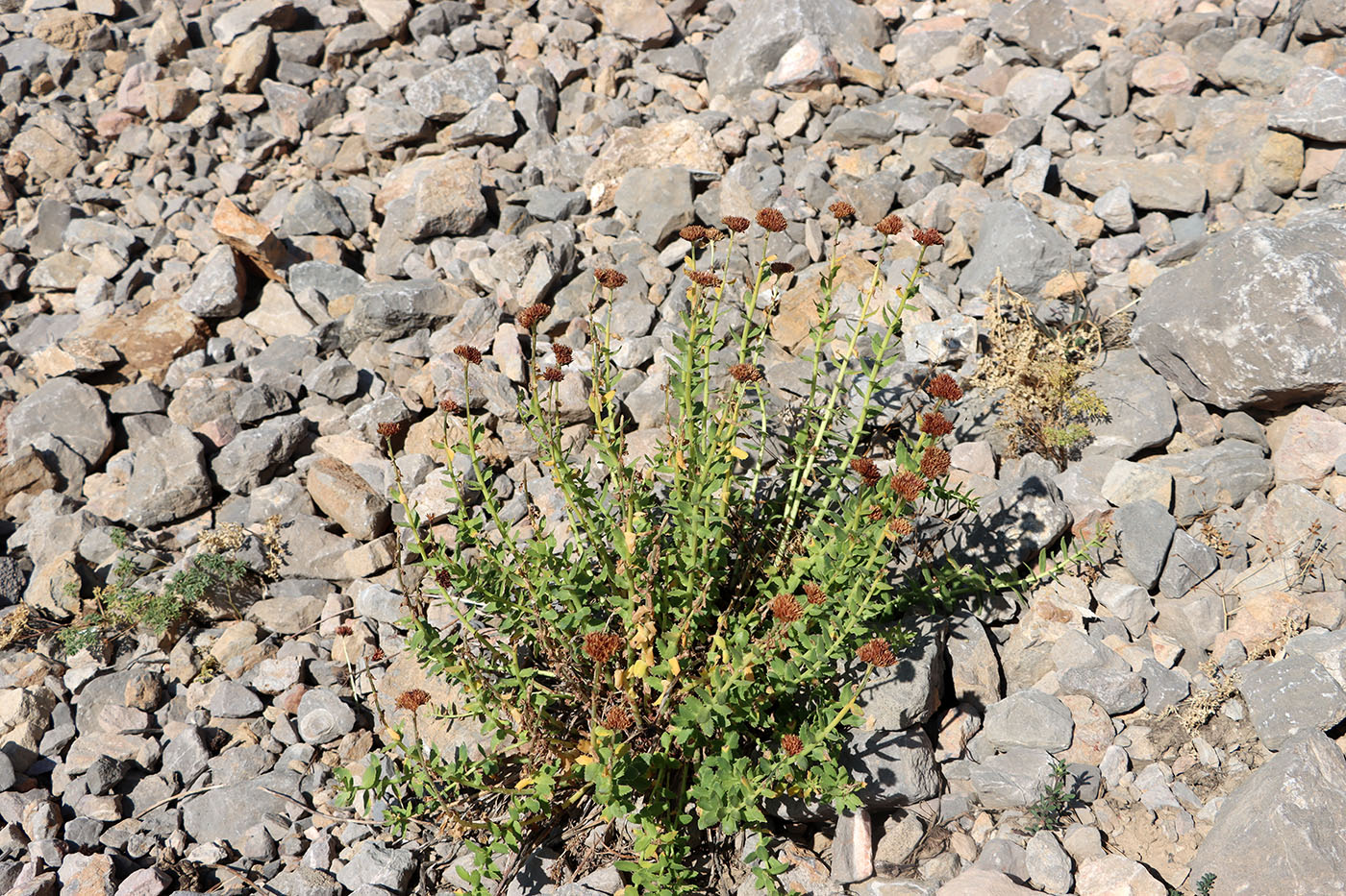 Изображение особи Rhodiola heterodonta.