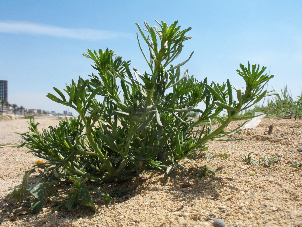 Image of Peganum harmala specimen.