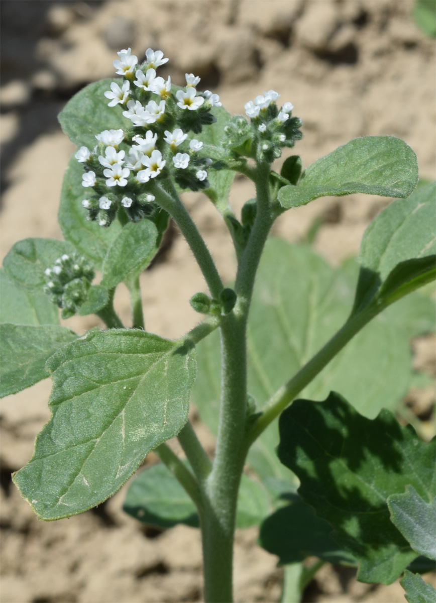 Изображение особи Heliotropium ellipticum.