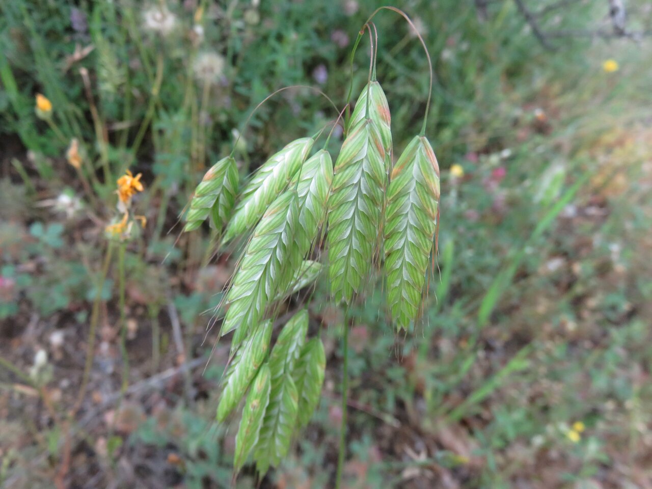 Изображение особи Bromus squarrosus.