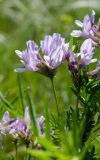 Astragalus oropolitanus