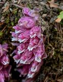 View full-size image Lathraea squamaria