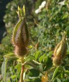 View full-size image Rosa fedtschenkoana