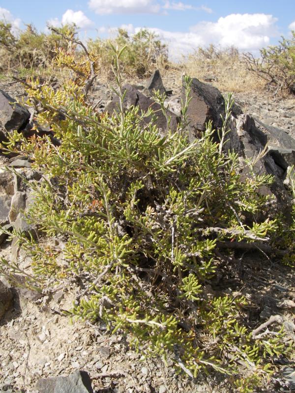 Image of Salsola arbusculiformis specimen.