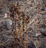 Смотреть изображение Hypopitys monotropa