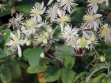 View full-size image Clematis vitalba