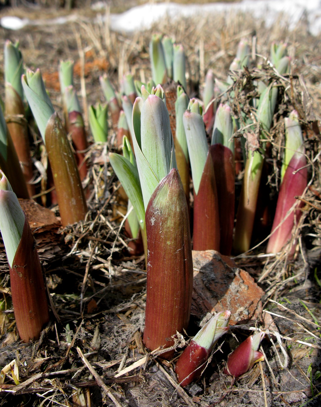 Image of Allium stipitatum specimen.