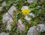 Смотреть изображение род Taraxacum