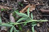 View full-size image Trifolium alpestre