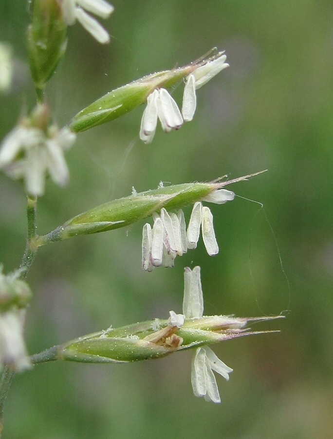 Image of Festuca rubra specimen.