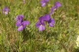 Viola oreades. Цветущие растения. Северный склон Эльбруса, урочище Ирахик-Тюз, выс. 2570 м н.у.м. Середина июня 2011 г.