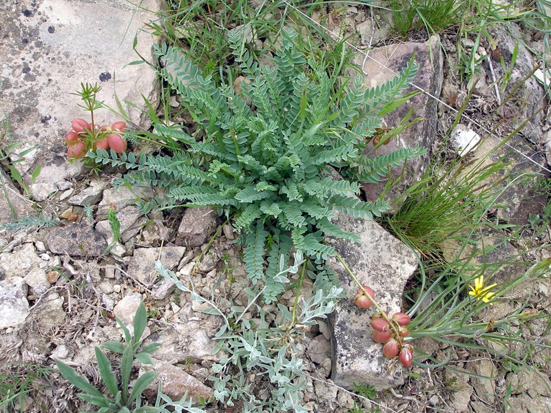 Изображение особи Astragalus suprapilosus.