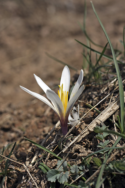 Изображение особи Colchicum kesselringii.