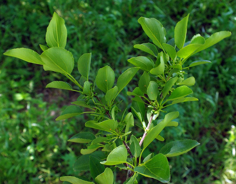 Rhamnus cathartica