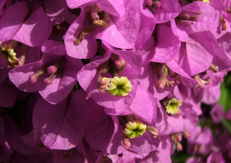 Изображение особи род Bougainvillea.