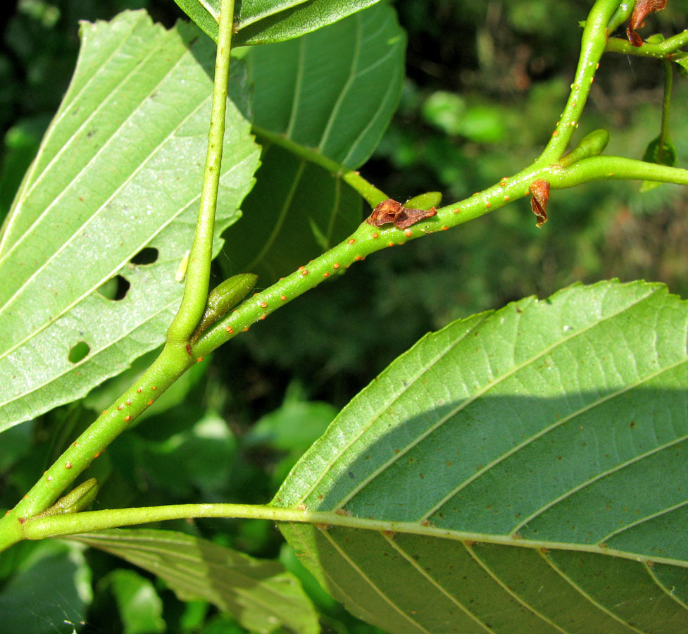 Image of Alnus glutinosa specimen.