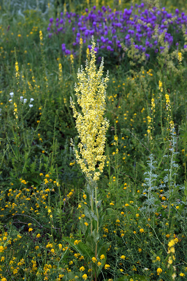 Image of Verbascum lychnitis specimen.