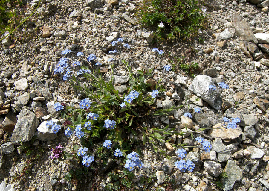 Image of Myosotis lithospermifolia specimen.