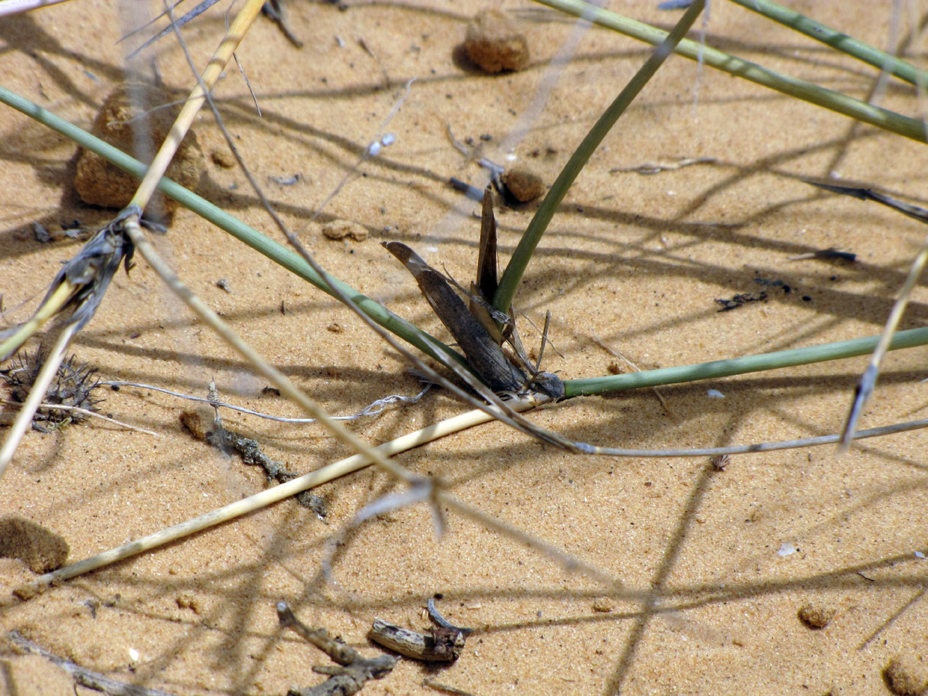 Image of Panicum turgidum specimen.