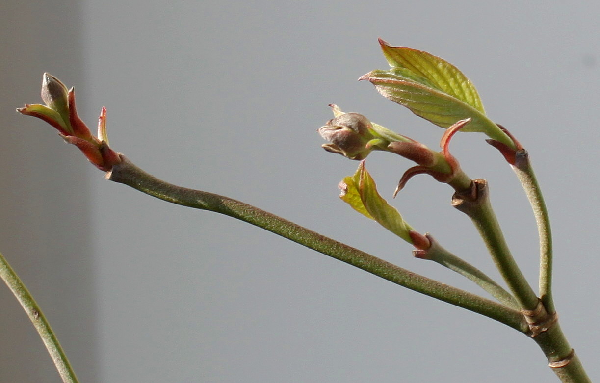 Image of Cynoxylon florida specimen.