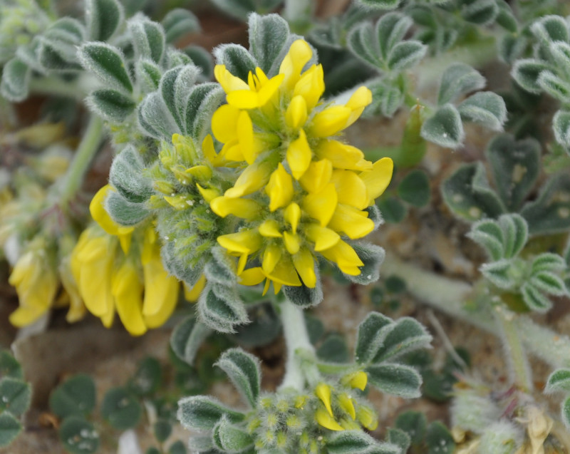 Image of Medicago marina specimen.