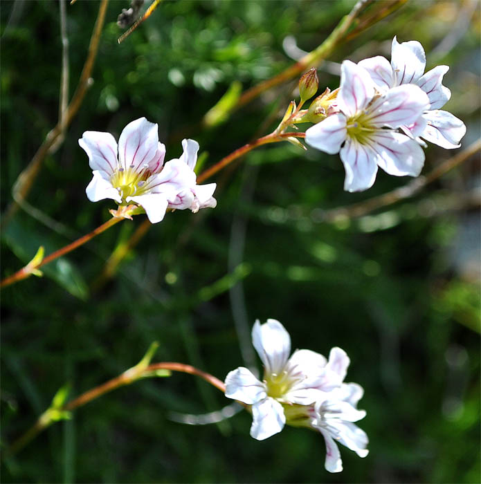 Изображение особи Gypsophila tenuifolia.