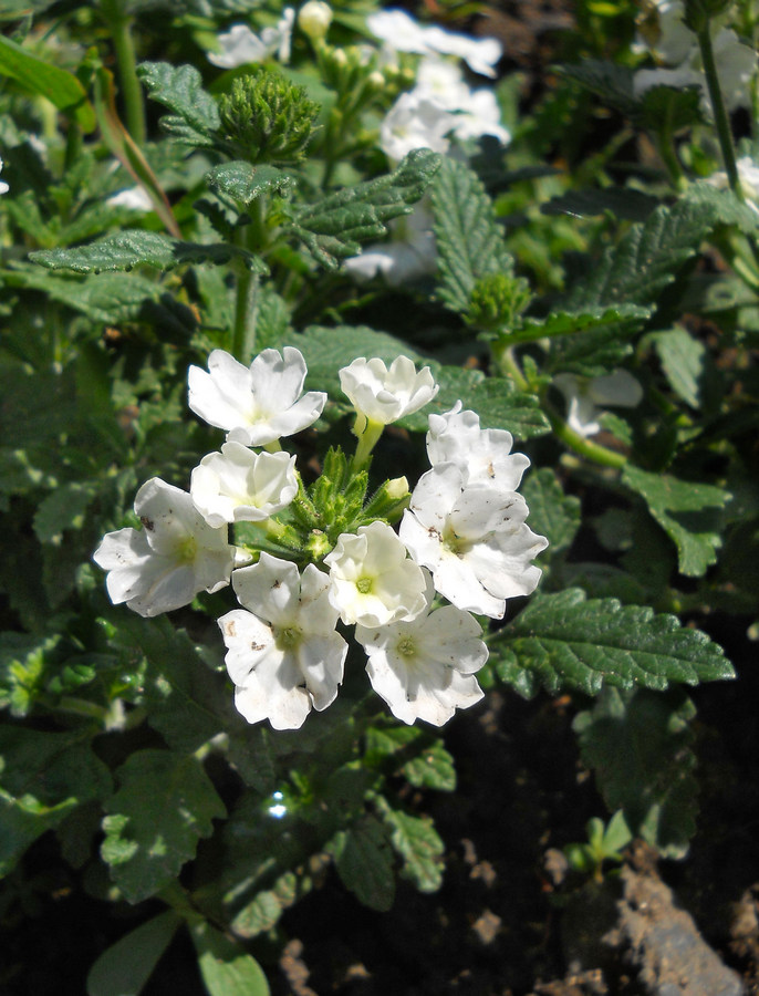 Image of Glandularia &times; hybrida specimen.