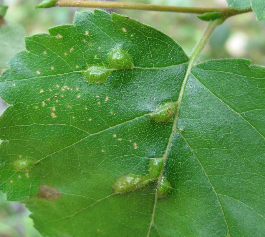 Изображение особи Betula pubescens.