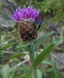 Смотреть изображение Centaurea nigra