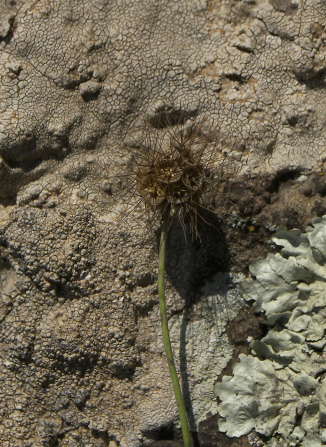 Image of Scabiosa hyrcanica specimen.