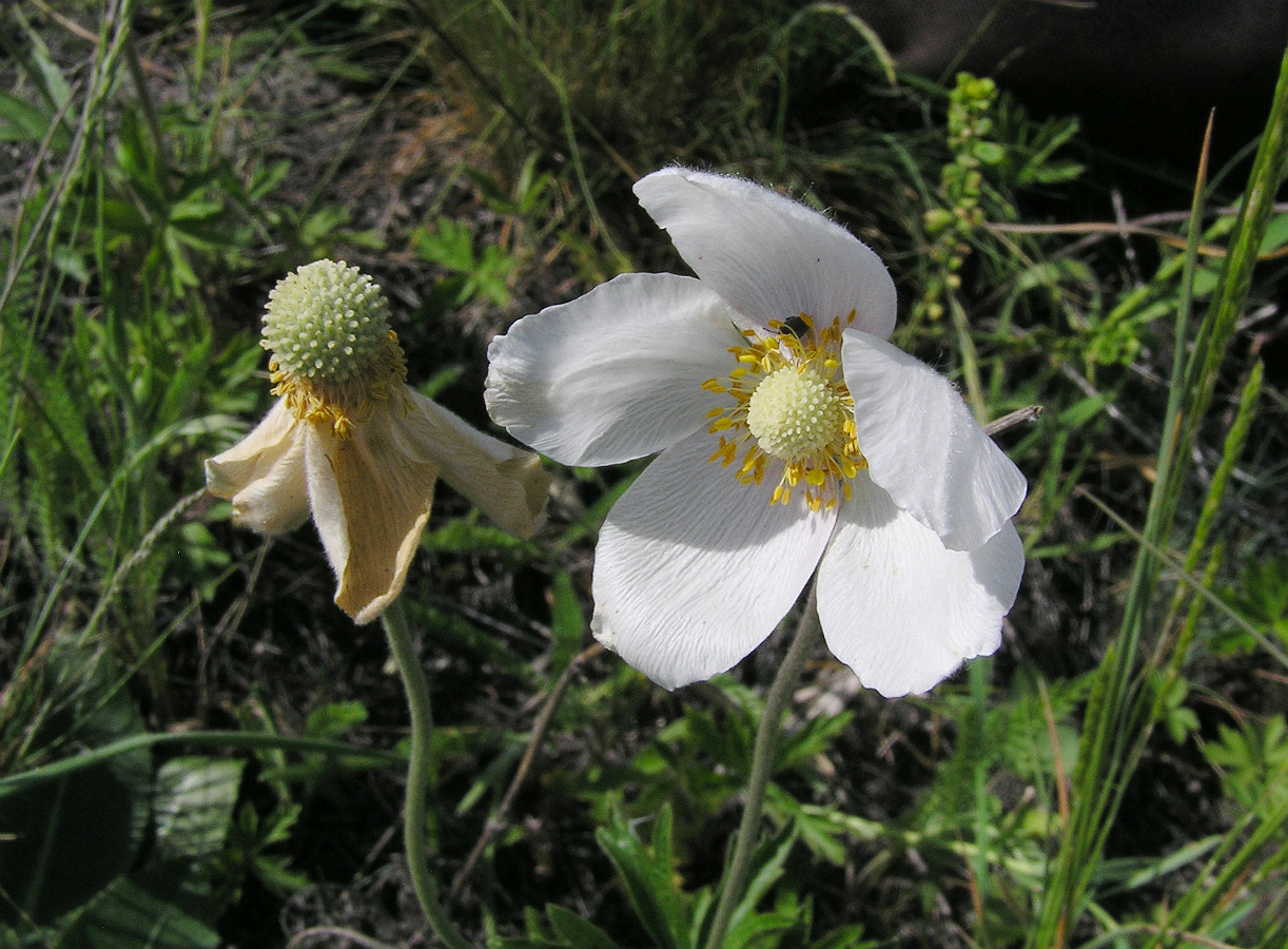 Image of Anemone sylvestris specimen.