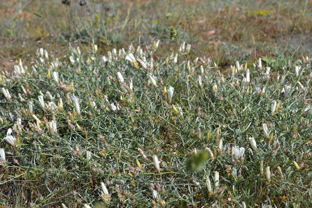 Image of Convolvulus holosericeus specimen.