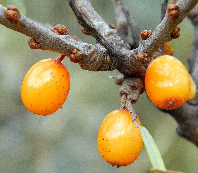 Image of Hippophae rhamnoides specimen.