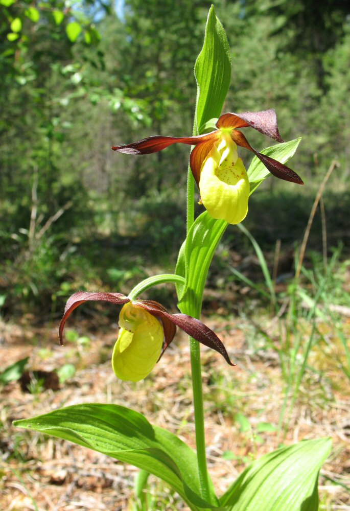 Image of Cypripedium calceolus specimen.