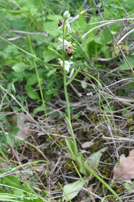 Image of Ophrys oestrifera specimen.