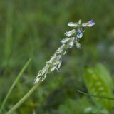 Oxytropis deflexa