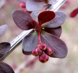 Смотреть изображение Berberis thunbergii