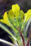 Astragalus anisomerus