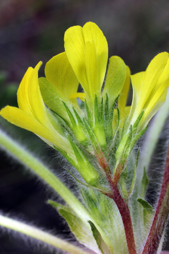 Image of Astragalus anisomerus specimen.