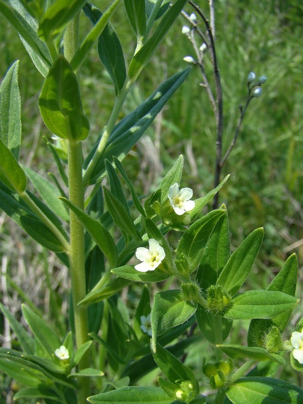 Image of Lithospermum officinale specimen.