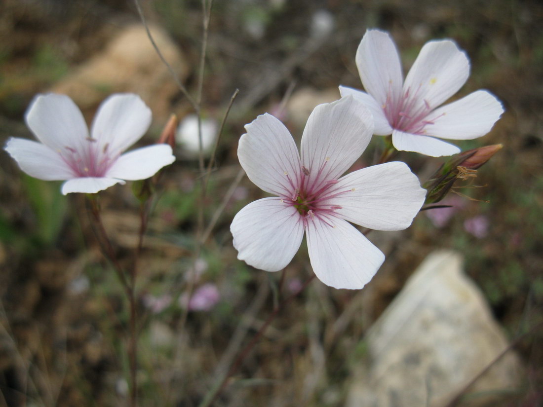 Изображение особи Linum tenuifolium.