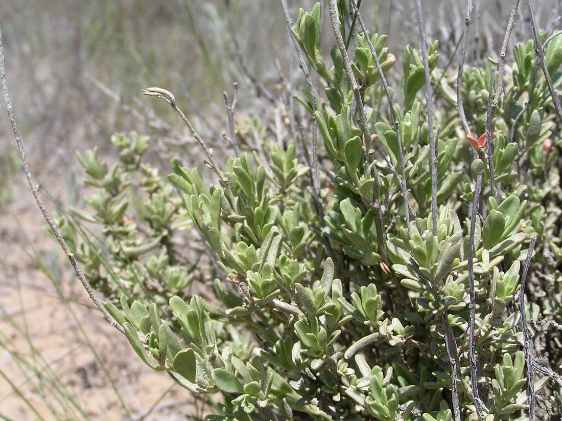 Image of Atriplex cana specimen.