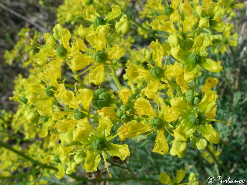 Image of Ruta divaricata specimen.